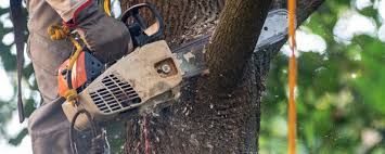 Best Firewood Processing and Delivery  in Oakdale, CA