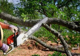 Best Fruit Tree Pruning  in Oakdale, CA