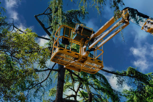 Landscape Design and Installation in Oakdale, CA