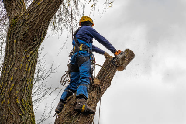 Best Hedge Trimming  in Oakdale, CA