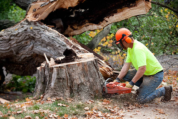 Best Lawn Grading and Leveling  in Oakdale, CA