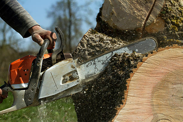 Best Lawn Renovation and Restoration  in Oakdale, CA