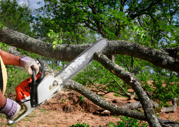 Best Tree Health Inspection  in Oakdale, CA