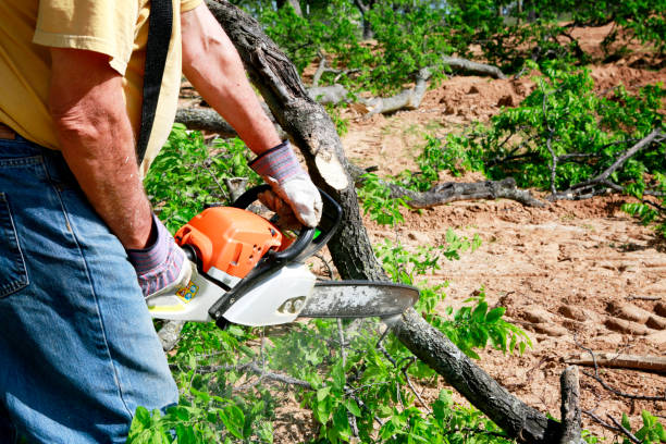 Best Tree Preservation Services  in Oakdale, CA